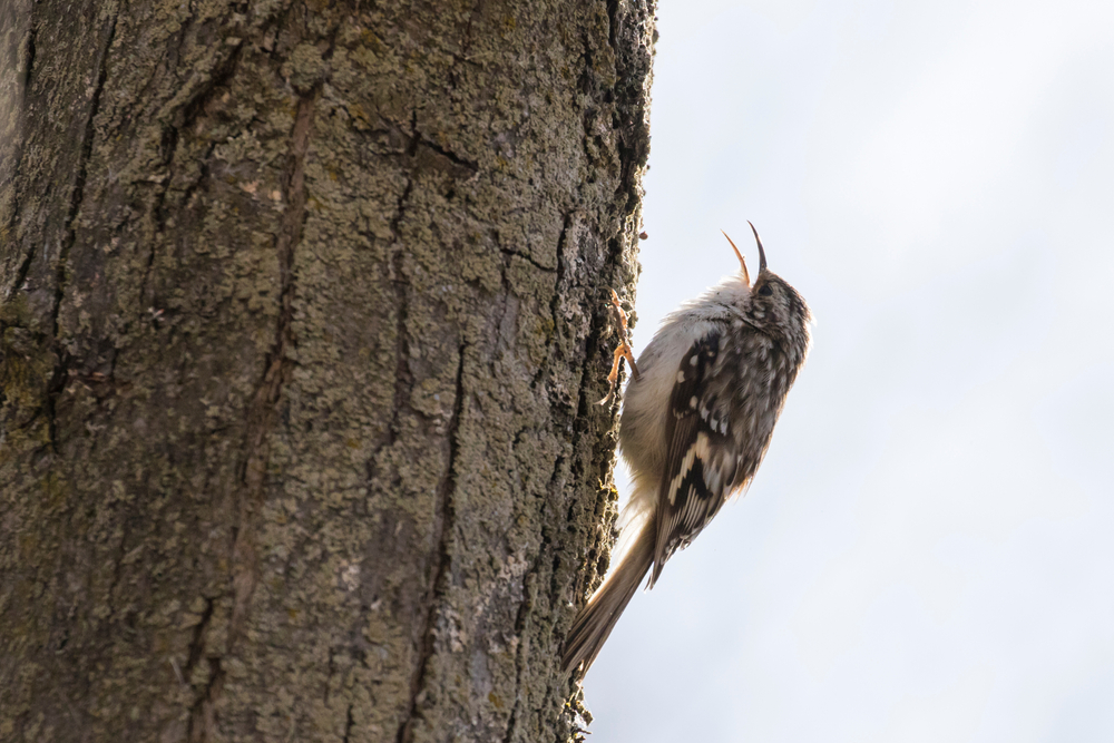 A brown creeper with its beak open on a tree
