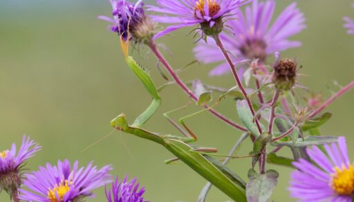 Praying Mantis on a New England Aster waiting to ambush its prey - Ontario, Canad