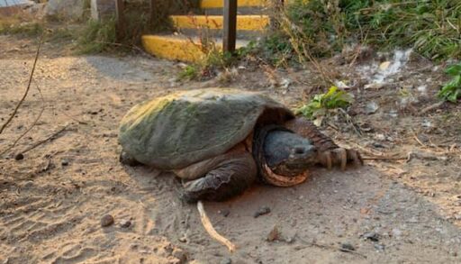 Grace, one-eyed turtle