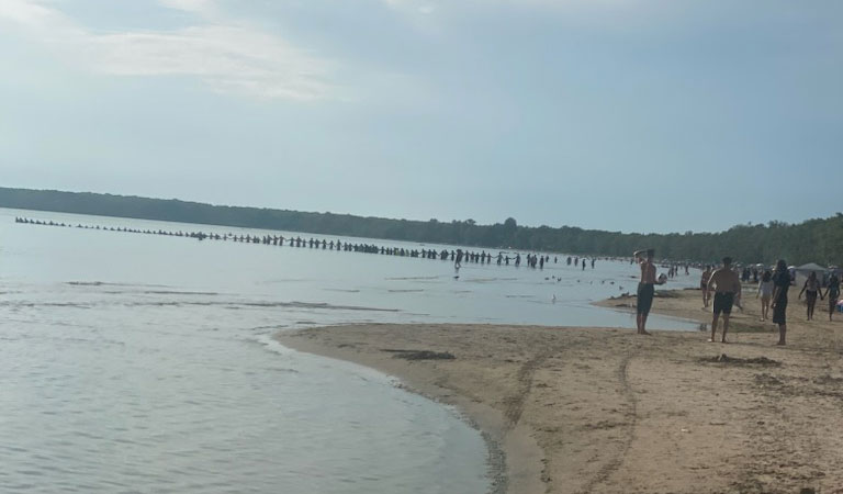 Picton community members form a line across the beach and into the water