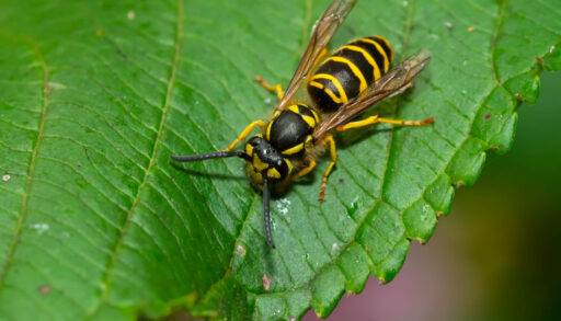An Eastern yellowjacket on a leaf