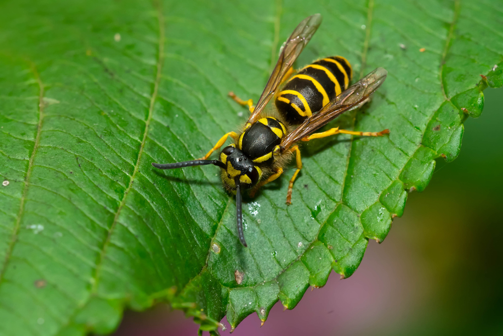An Eastern yellowjacket on a leaf