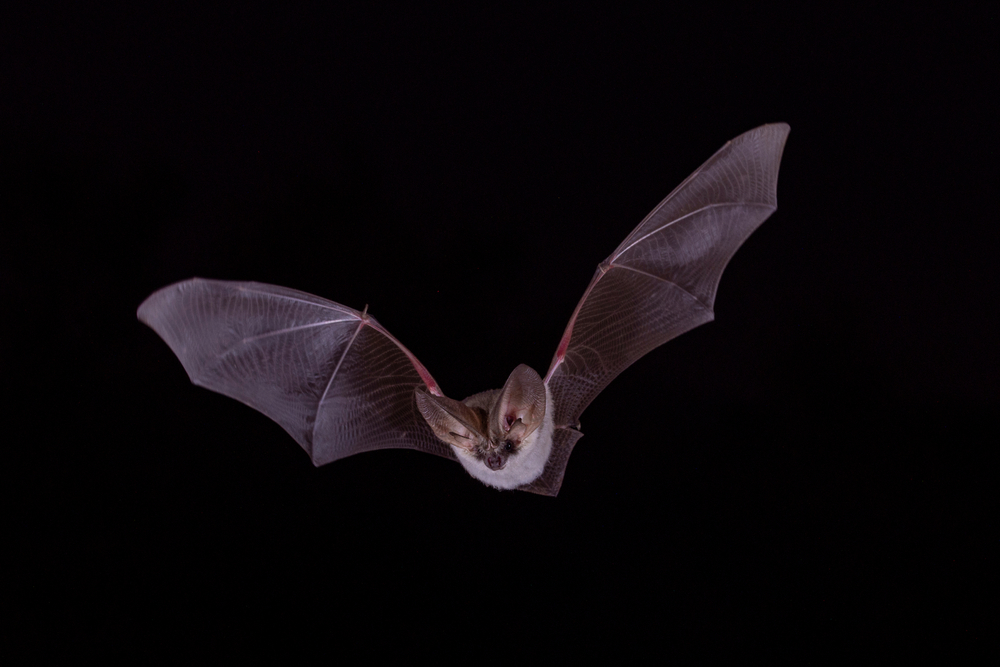 A long-eared bat flying against a dark background