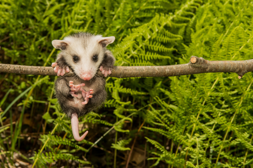 A baby opossum hanging off a branch