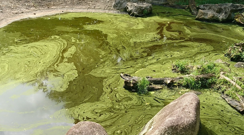 Blue-green algae, also called Cyanobacteria, are photosynthetic bacteria referred to as pond scum. They grow in pond when the water is warm and enriched with food nutrients.