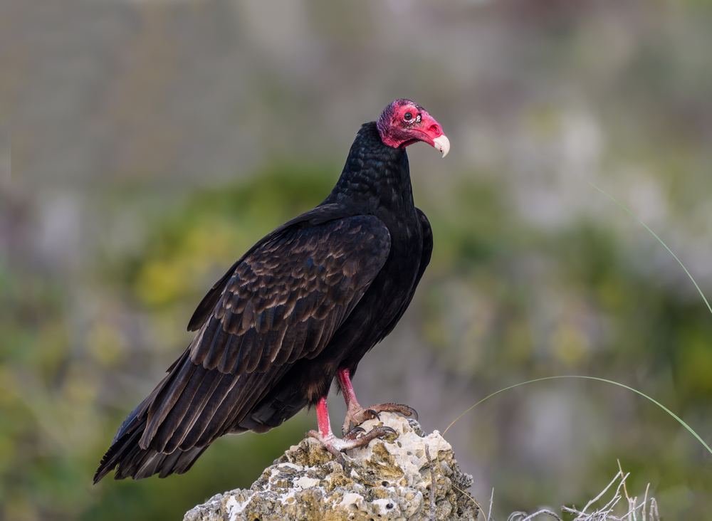A turkey vulture standing on a rock