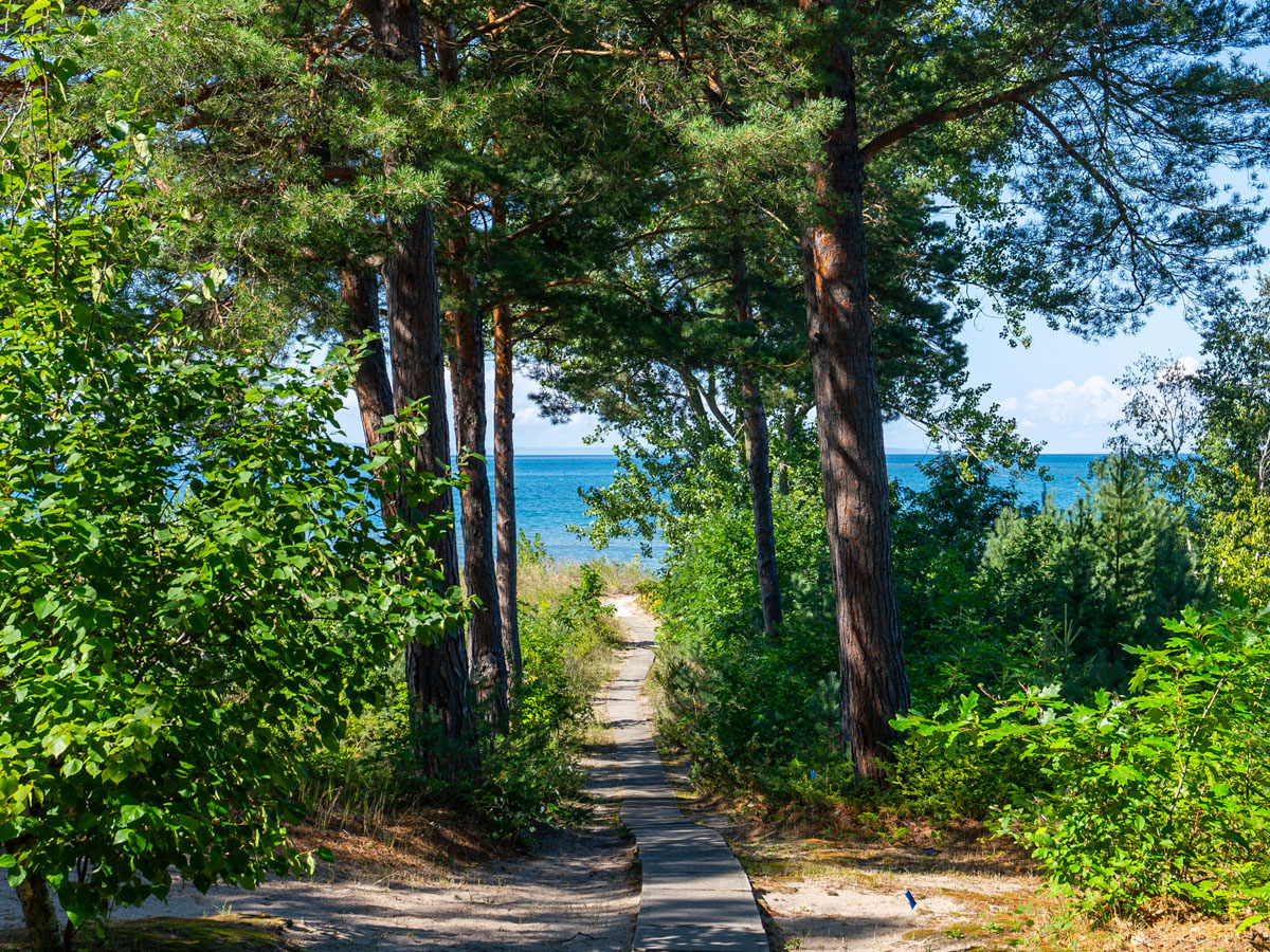 A path lined by green trees leads to a sandy beach.