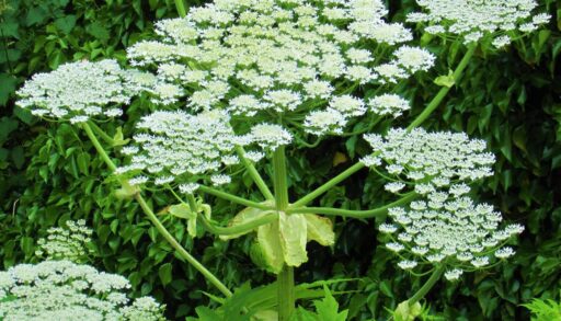 Close up of giant hogweed