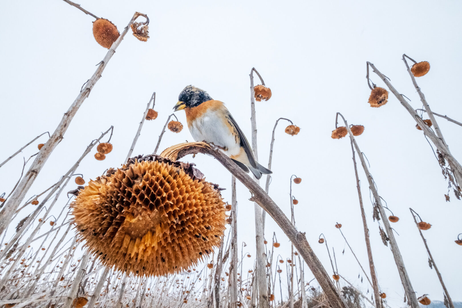 A brambling perched on a dead sunflower in a cluster of dead sunflowers
