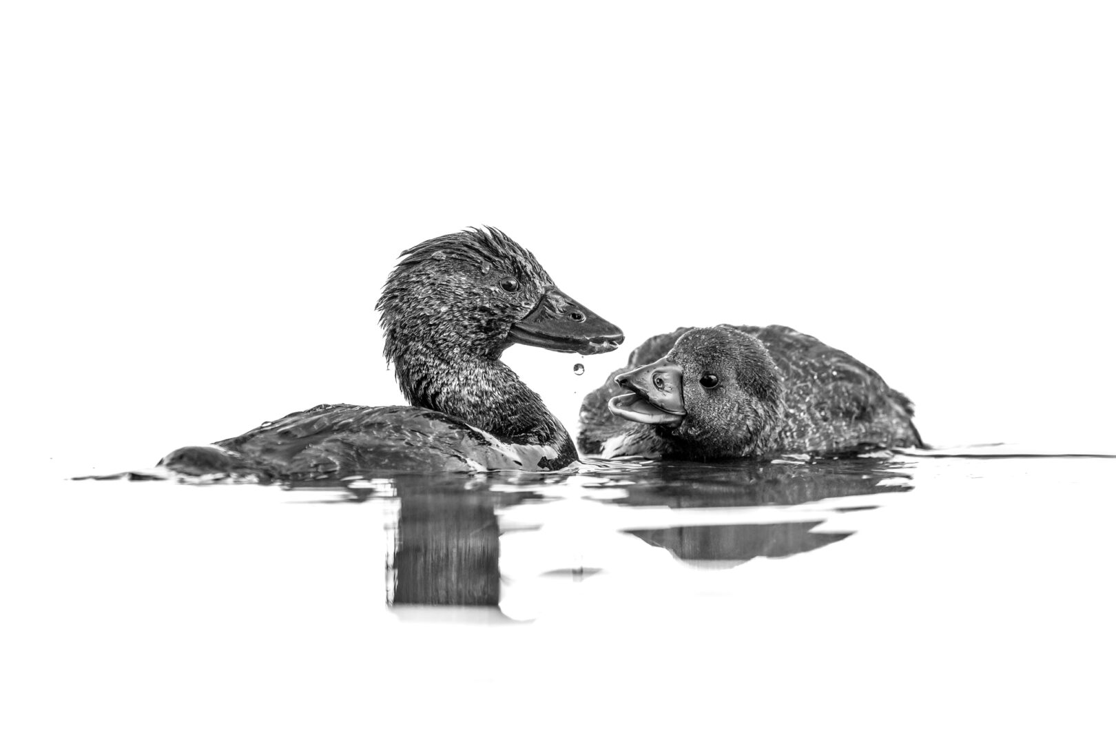 A young Musk Duck seems mesmerised by a drop of water falling from its mother’s mouth