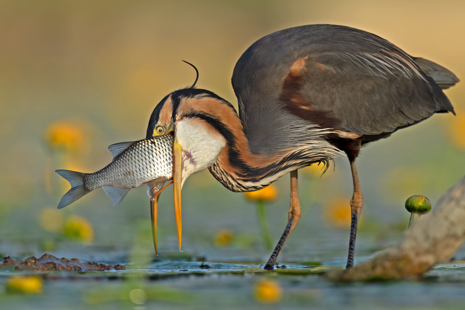 A purple heron attempts to eat a large carp that isn't fitting it its mouth.