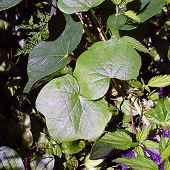 Close up of moonseed