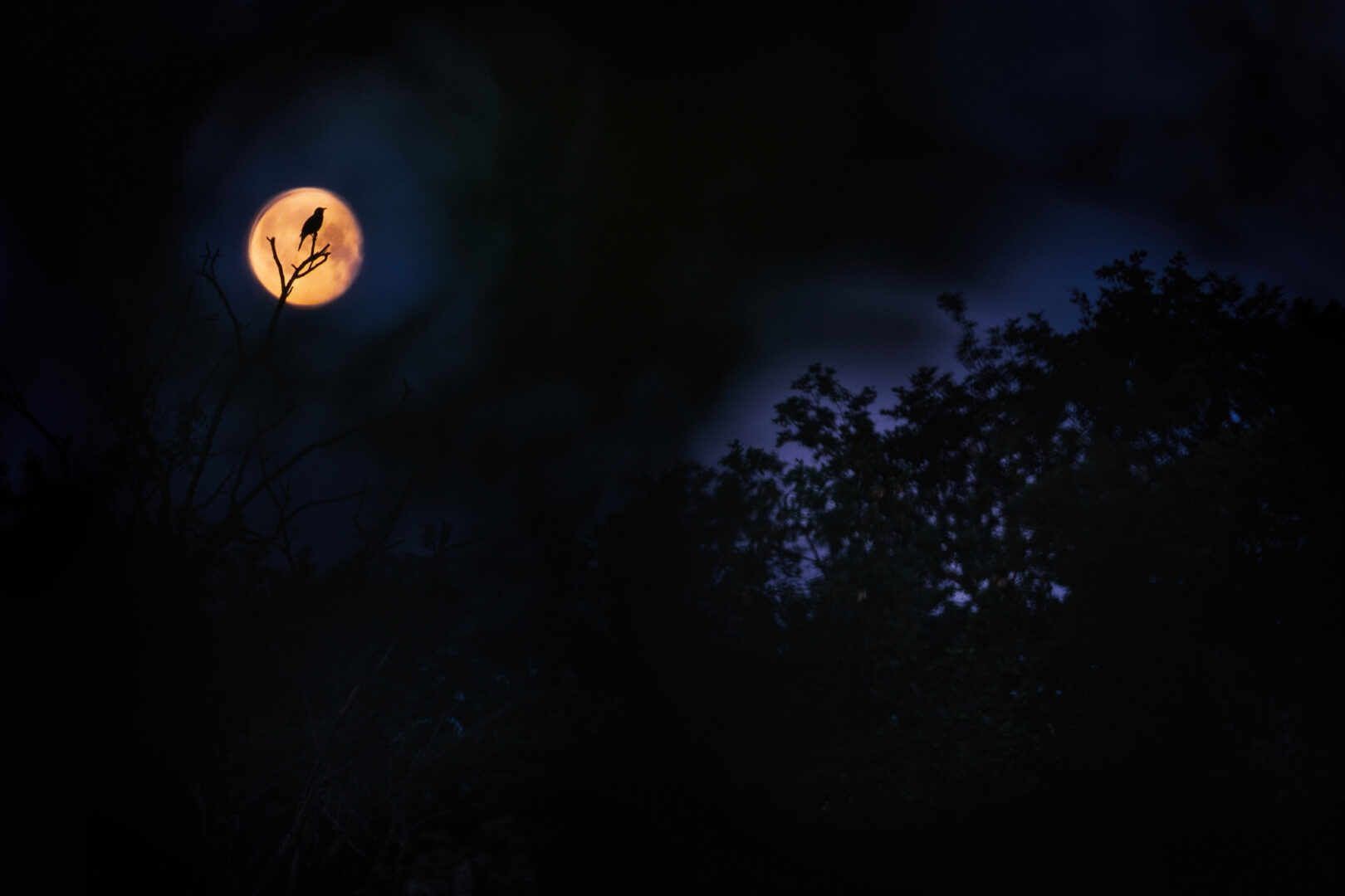 a bird sits on a tree branch at night silhouetted against a yellow moon