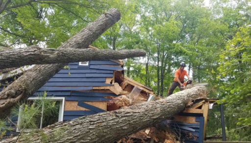 Arborist attempts to cut a fallen tree with a chainsaw