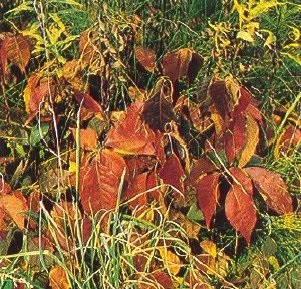 Poison ivy in the fall