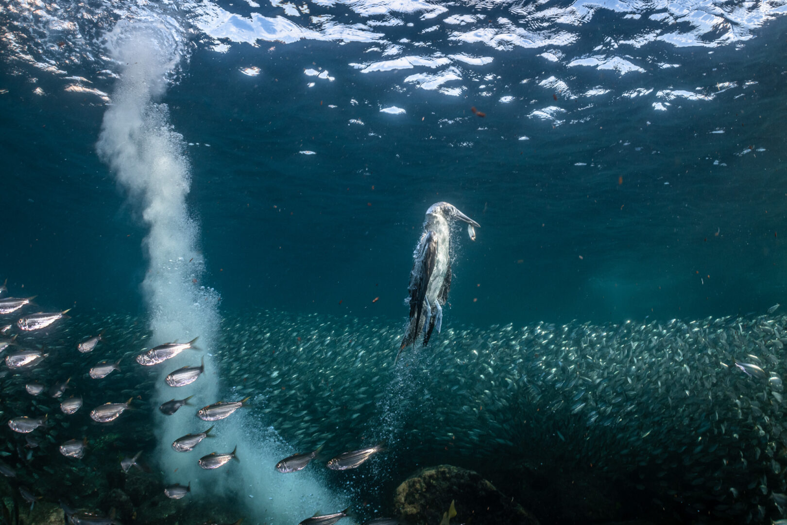 a Blue-footed Booby has dove under water and caught a sardine