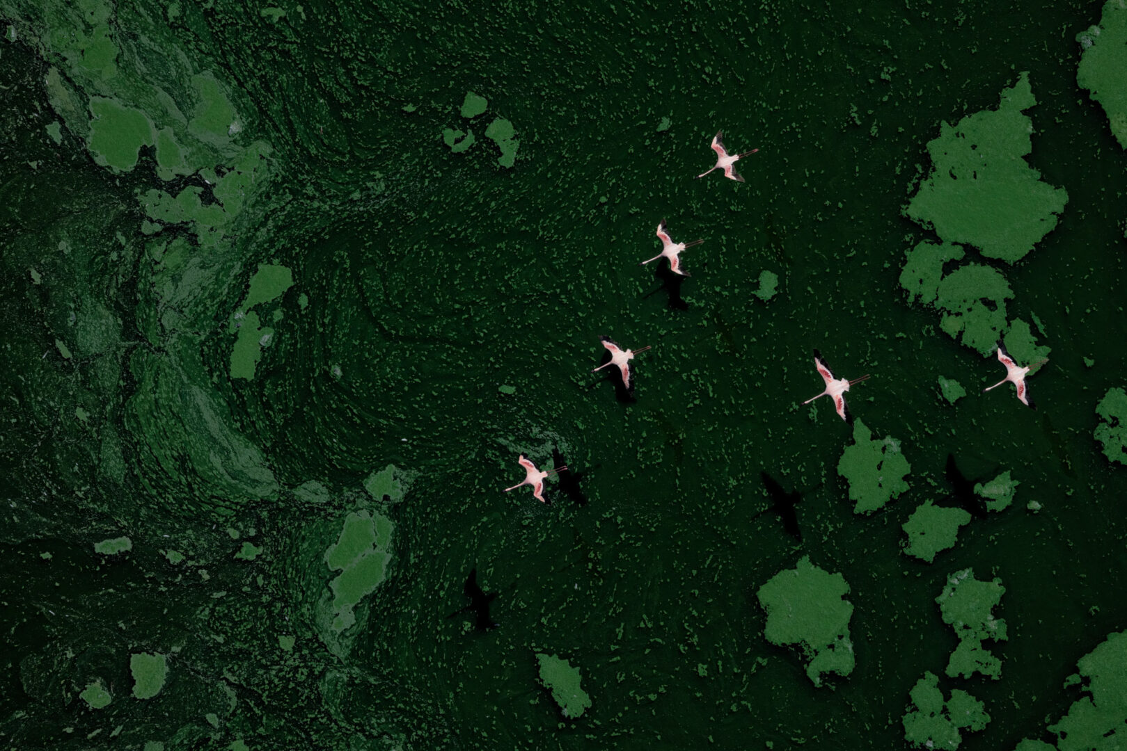 aerial photograph capturing a flock of Lesser Flamingos in flight over a vast and concentrated bloom of cyanobacteria