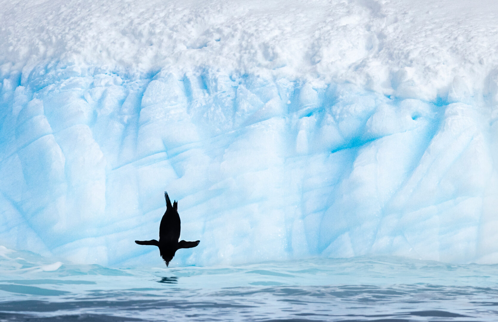 A Chinstrap Penguin, wings outstretched, dives from an iceberg. Head down, its bill is nearly touching the water’s surface. In the background, a white and blue iceberg is capped with fresh white snow. Deeply etched lines on the iceberg’s sides appear like hashtags behind the black bird.
