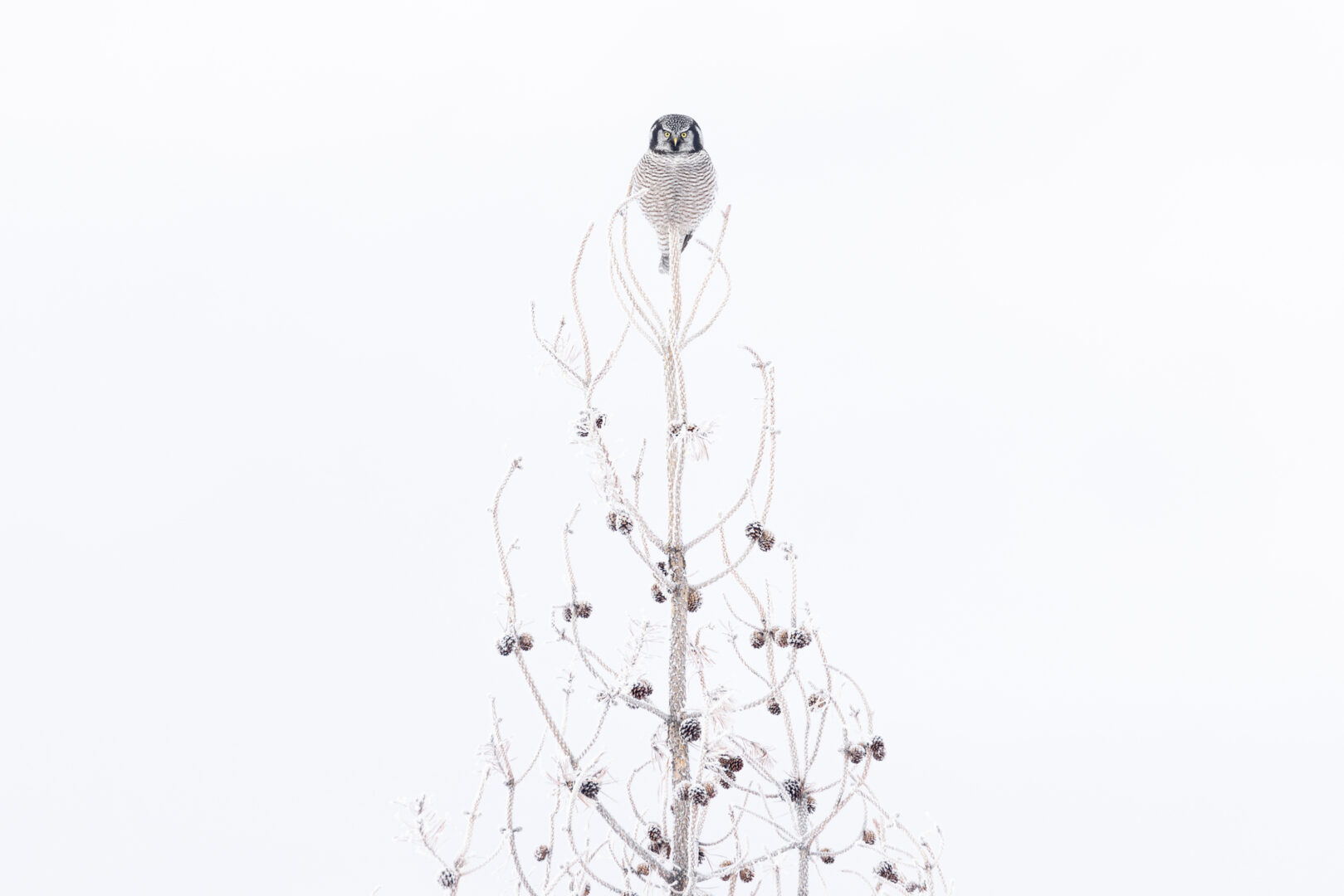 A Northern Hawk Owl looks directly into the camera as it perches at the tip of a frost-covered tree. Dark pine cones on the bare branches stand out against a white background, mirroring the pattern of the owl’s dark breast feathers.
