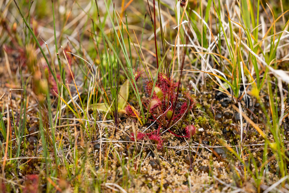 A carnivorous sundew