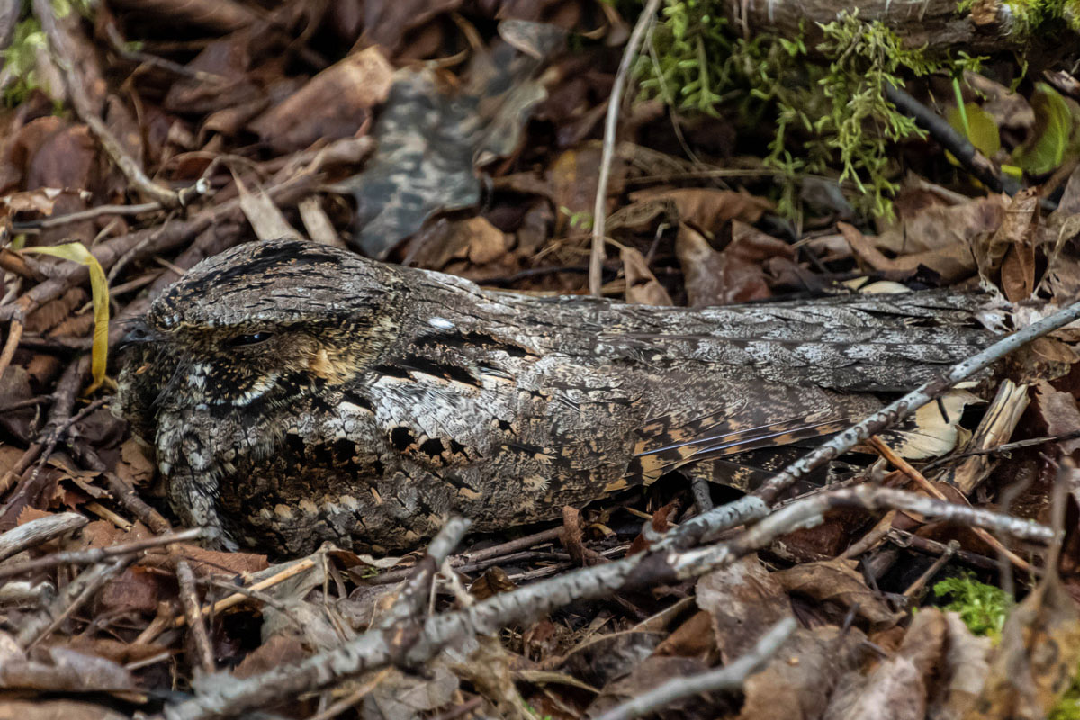 An Eastern whippoorwill hidden in the leaf litter