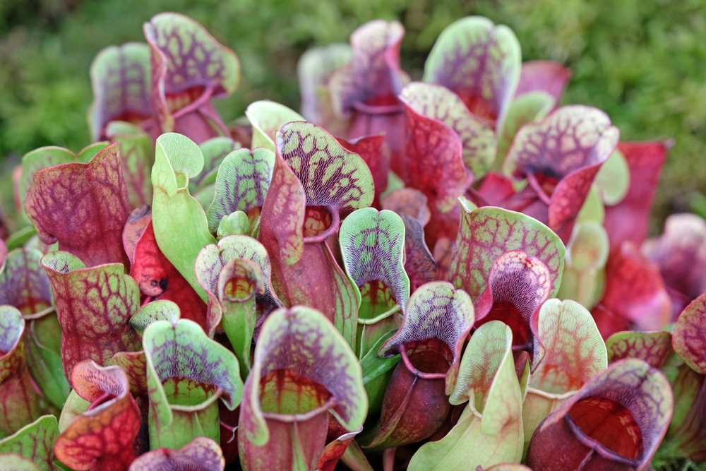 Close-up of purple pitcher plants