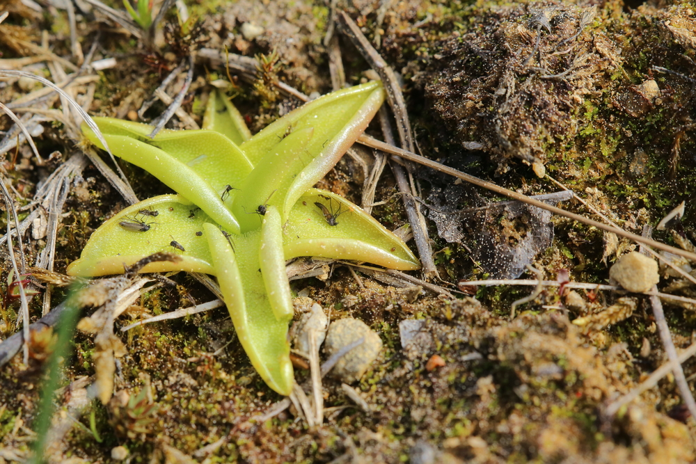 Close-up of butterwort leaves