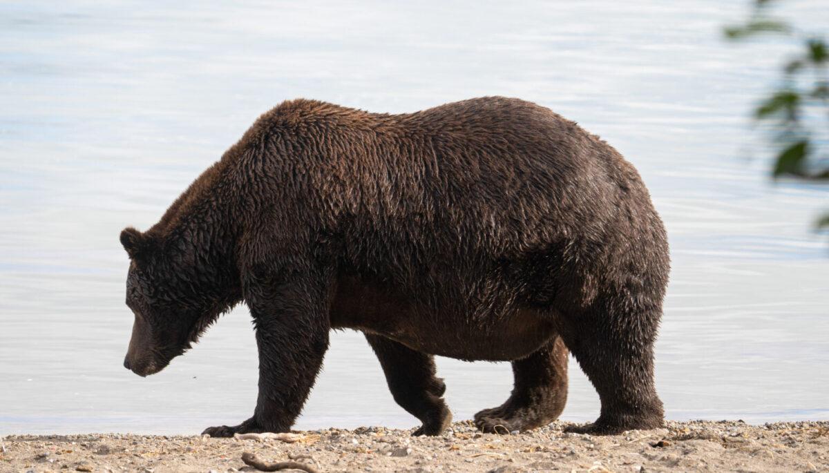 A brown bear on the beach