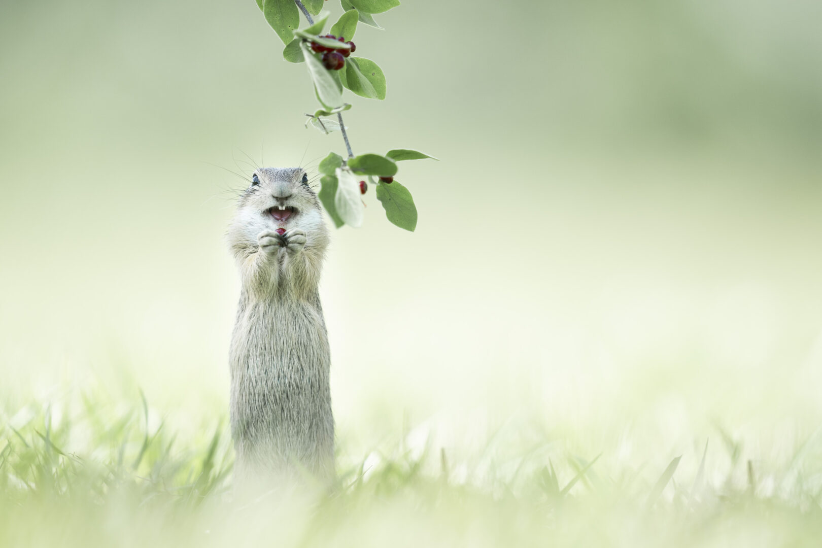 a grey squirrel stands next to a berry branch holding a red berry in it's hands in the grass