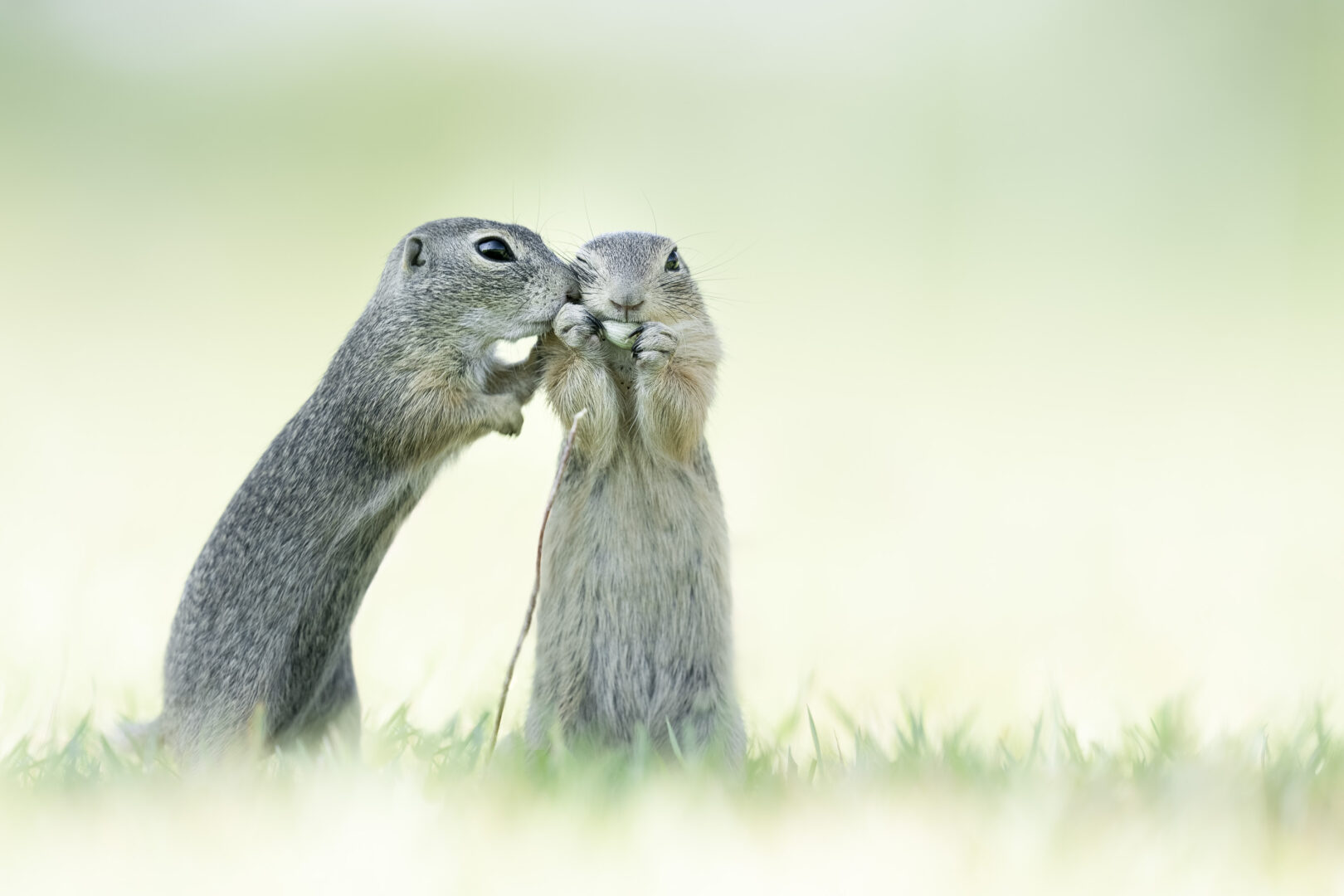 a grey squirrel appears to nuzzle its friend while they eat a nut in the grass