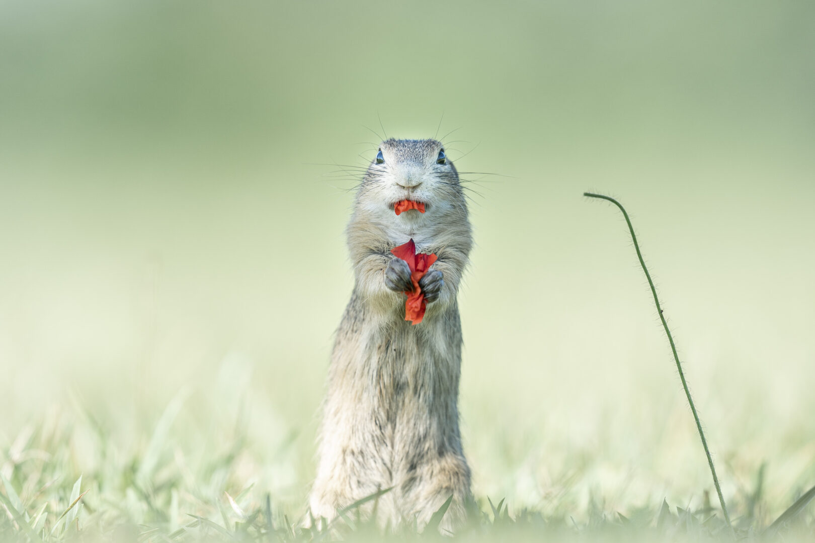 a grey squirrel stands in the grass while eating a red flower petal