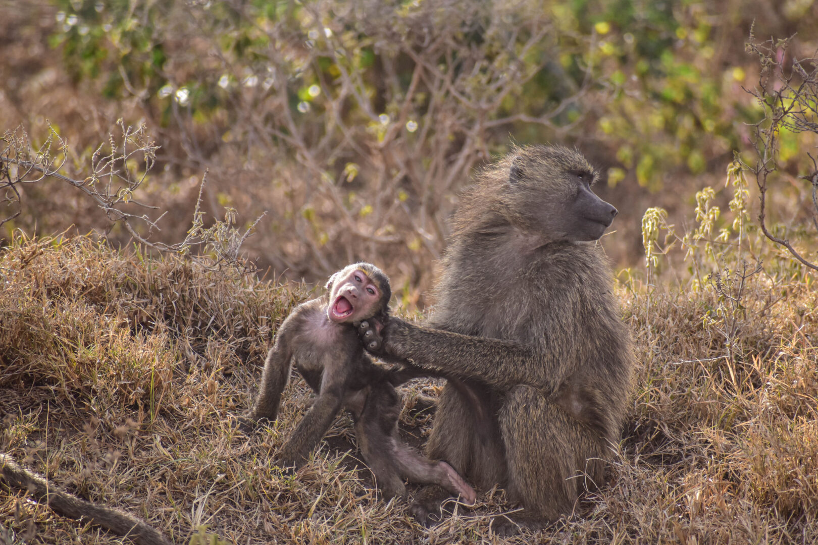 a baboon mother reprimands her baby holding it by the ear
