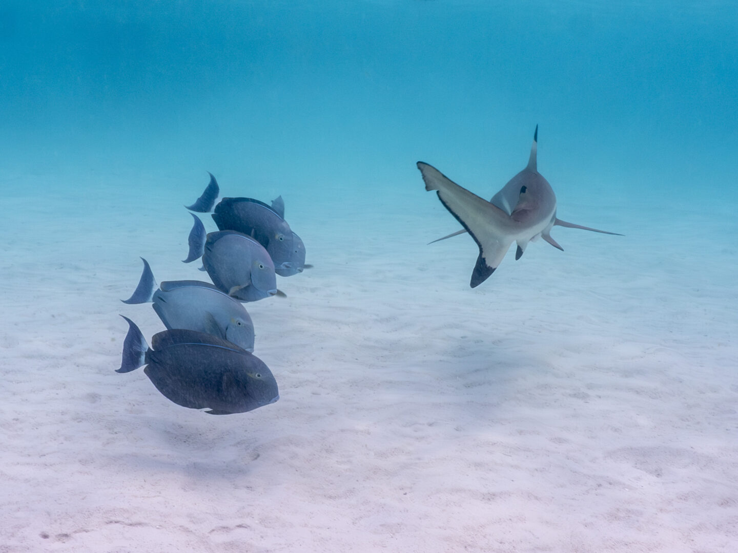 five fish float in a row as a shark swims by them