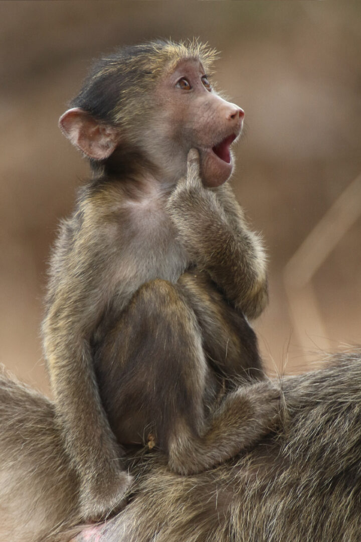 A chacma baboon makes a surprised face with a finger to his cheek