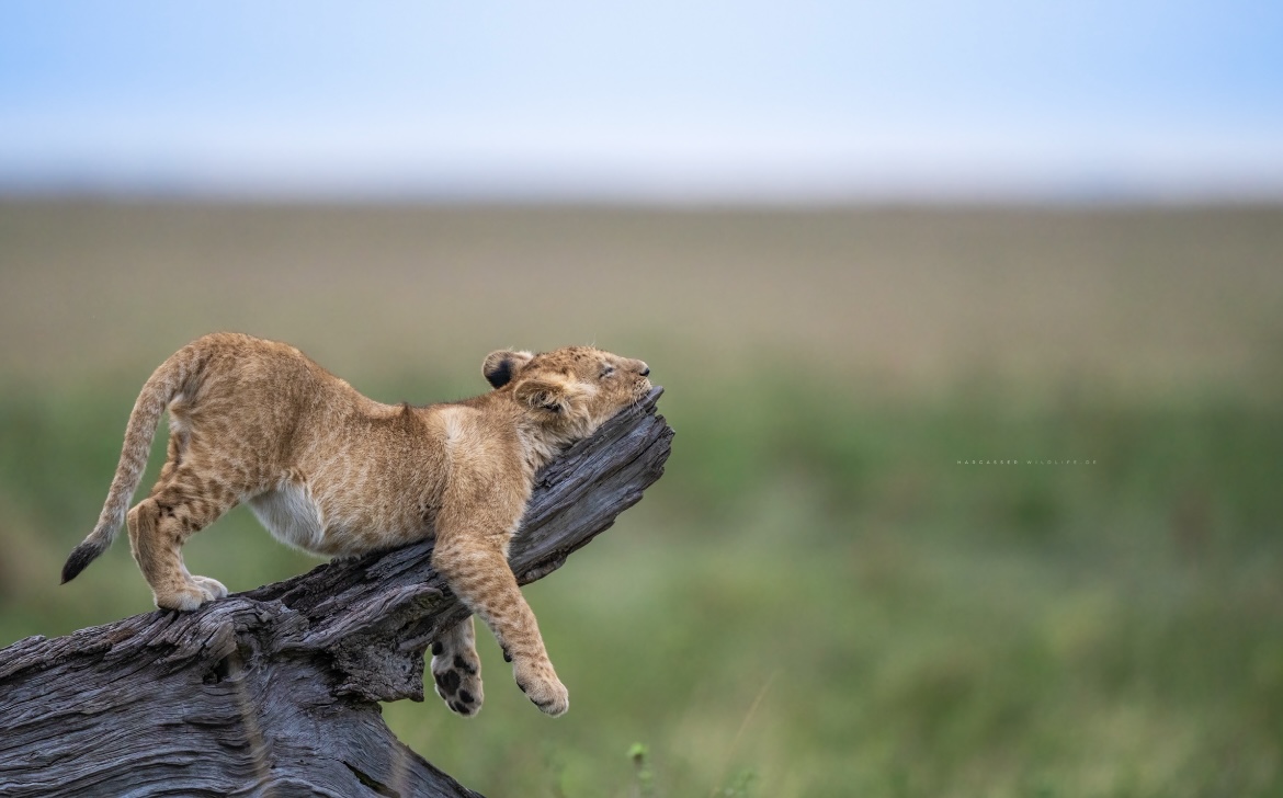 a lion cub lounges on a log with its face smushed uncomfortable against the log