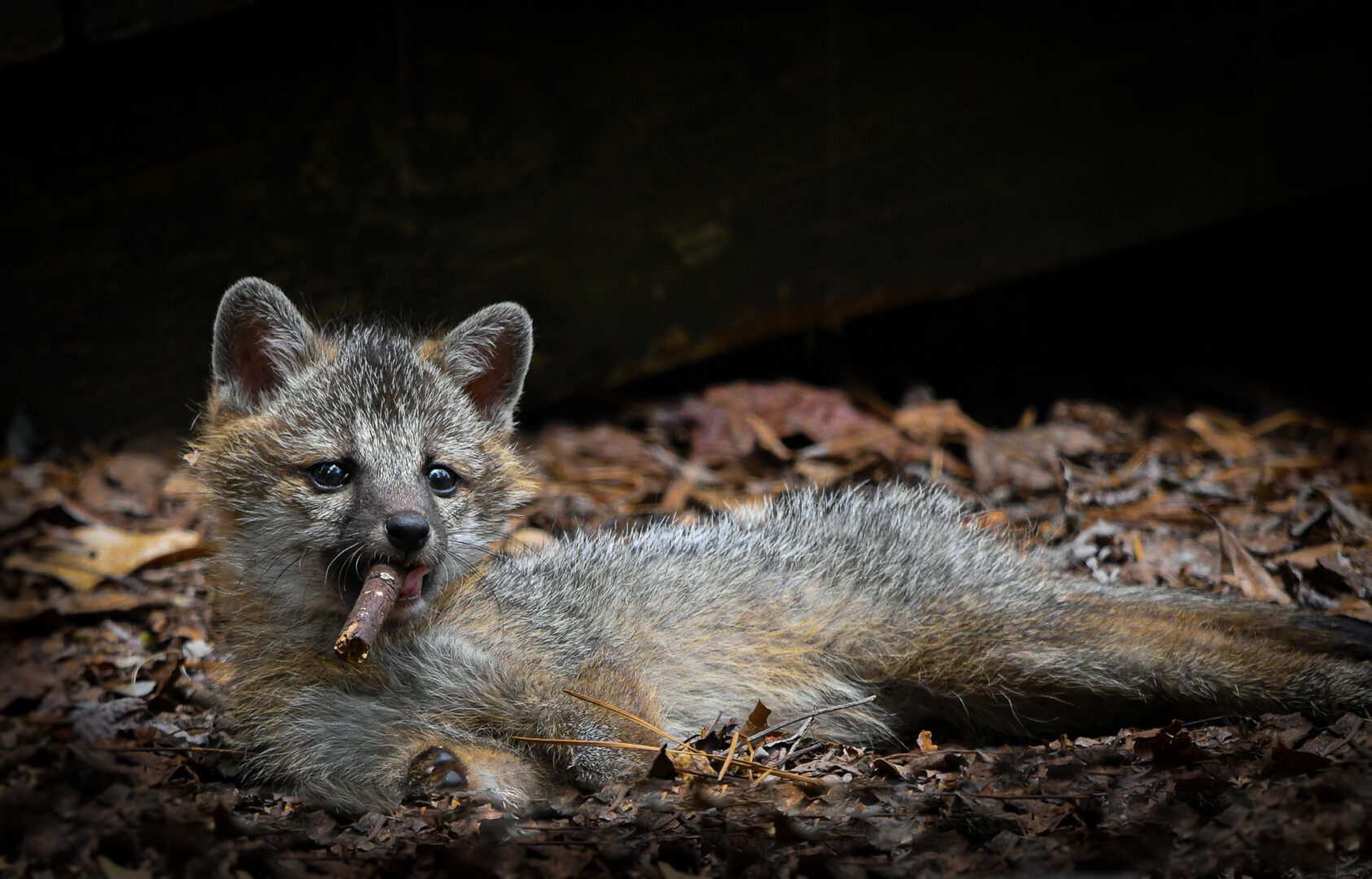 a fox lays on its side in the dirt and chews on a stick making it look like it's smoking a cigar
