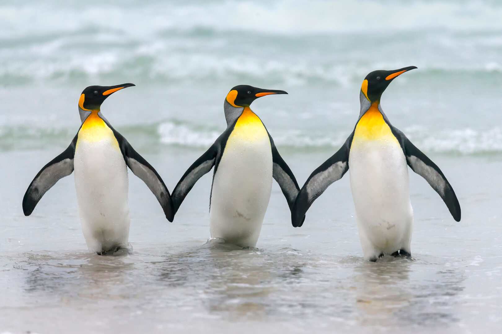 three king penguins stand holding fins in shallow water