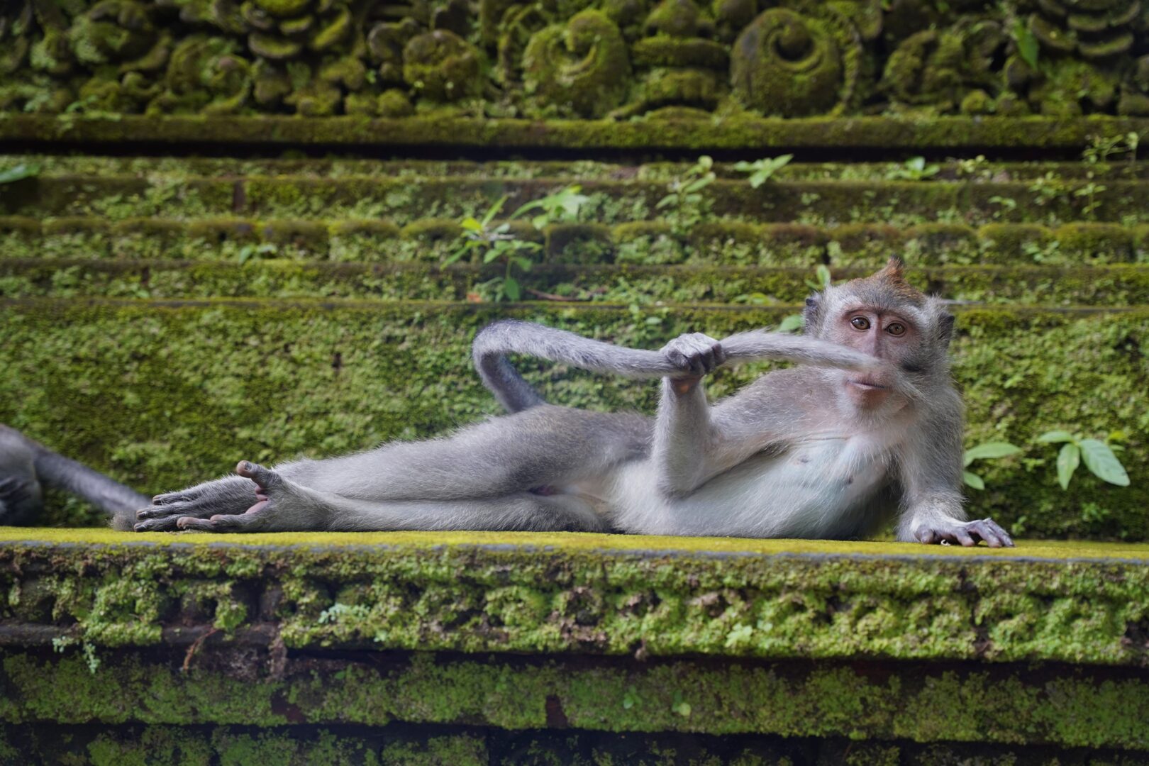 a monkey lounges with its tail in front of its face like a moustache