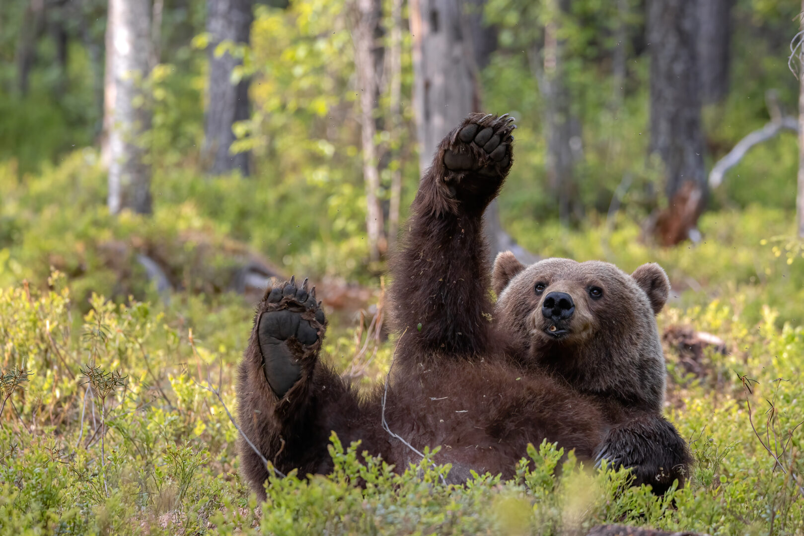 a brown bear lays in the grass on his back, waving his hand as if to say "look at me"