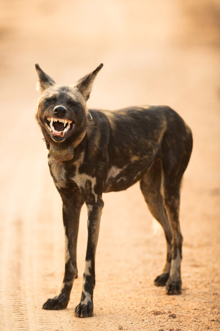 a painted wolf bears its teeth making it look like it's smiling
