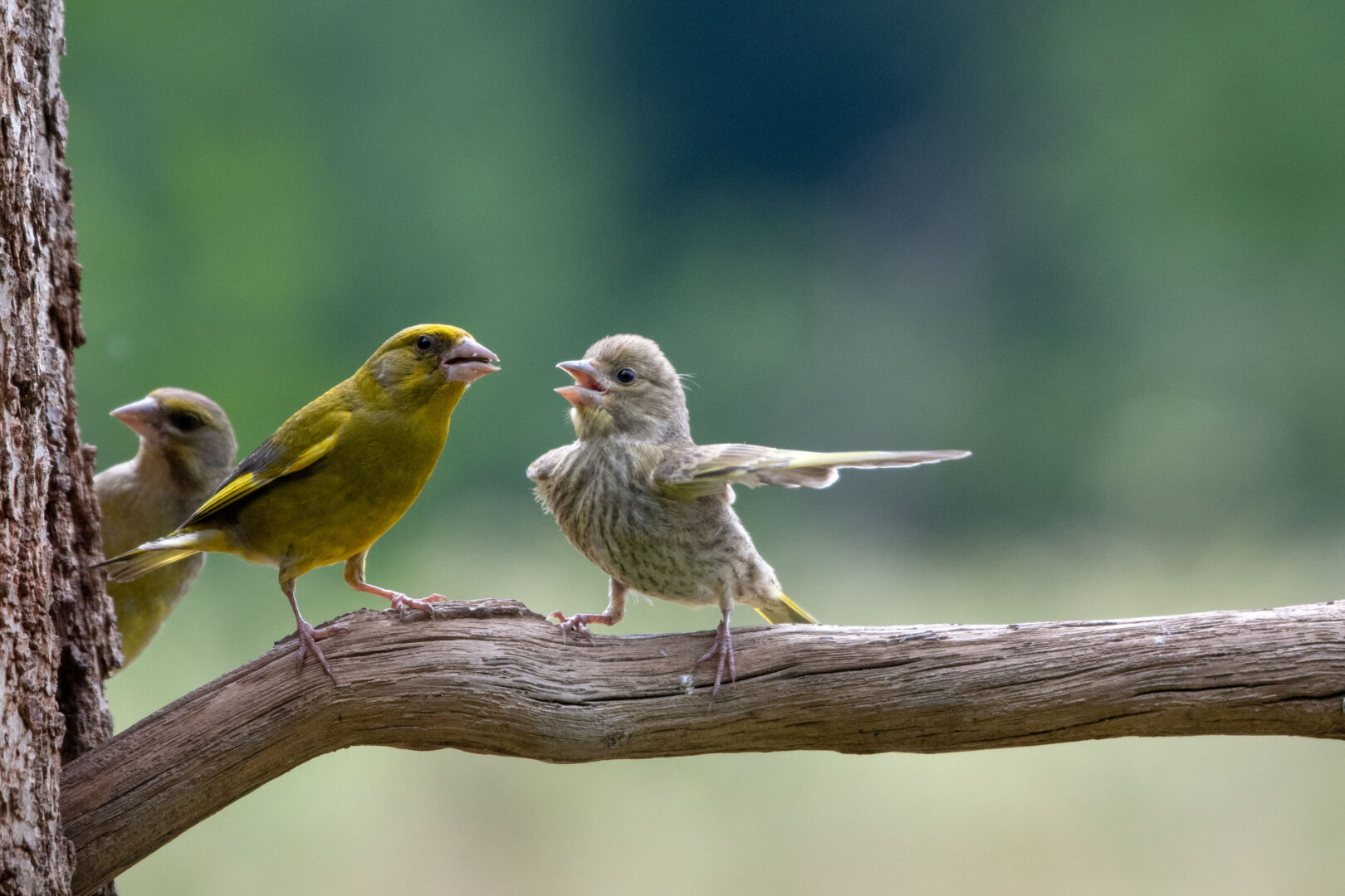 two goldfinches stand on a tree branch appearing to have an argument
