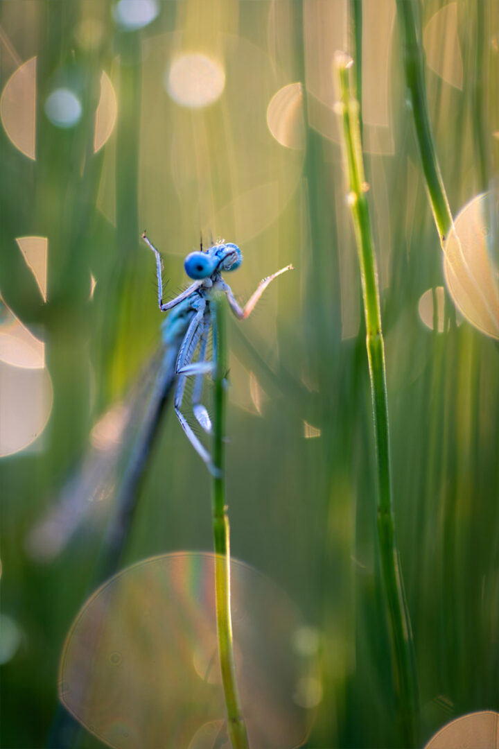 a blue dragonfly cleans inself on a blade of grass
