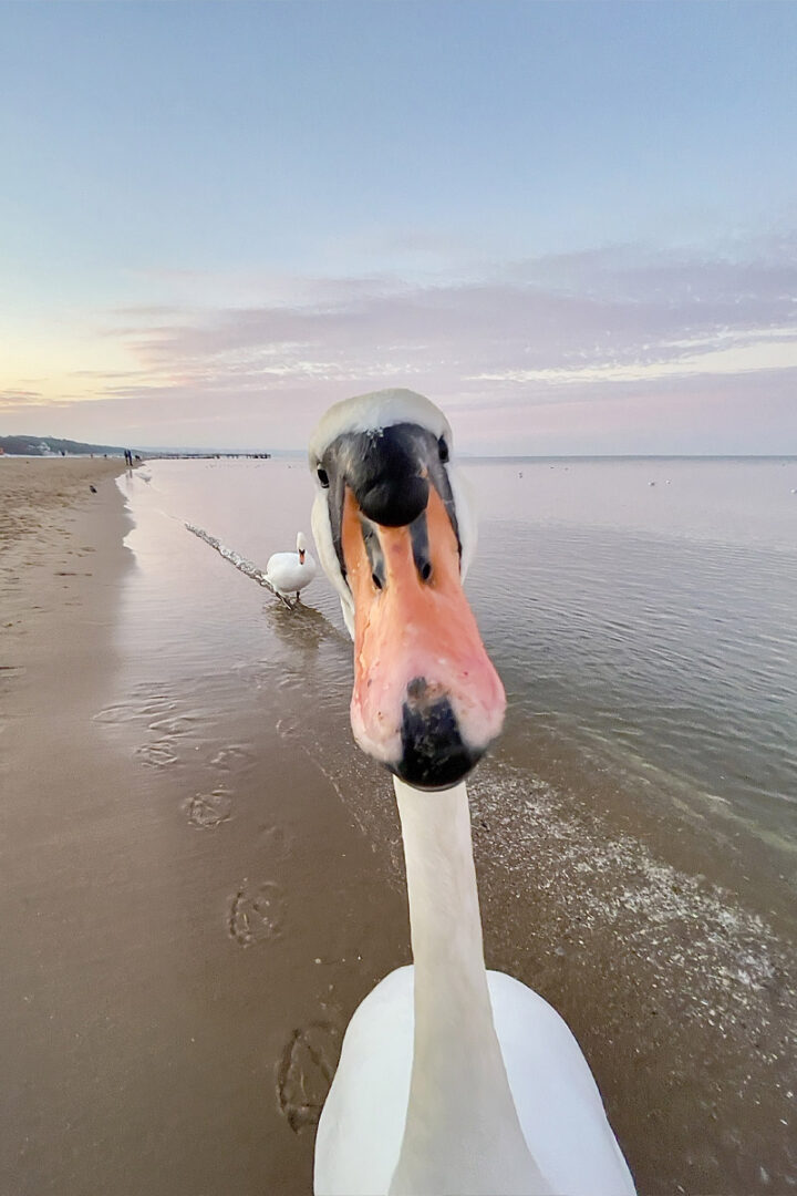 a swan gets up and personal with the camera, causing its face to be warped in a comic way by the lens