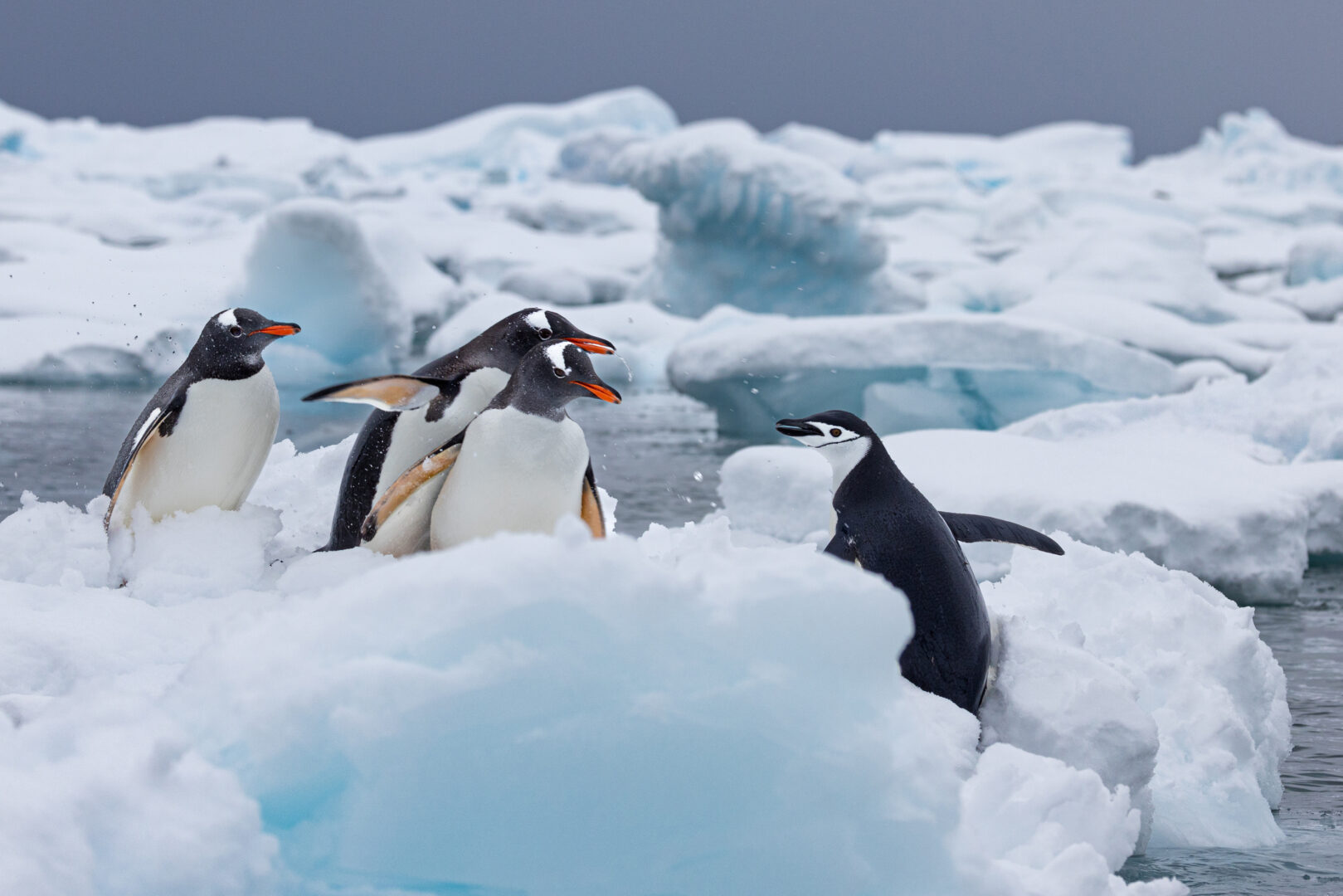 a group of 4 penguins on an ice chunk appear to be giving each other directions