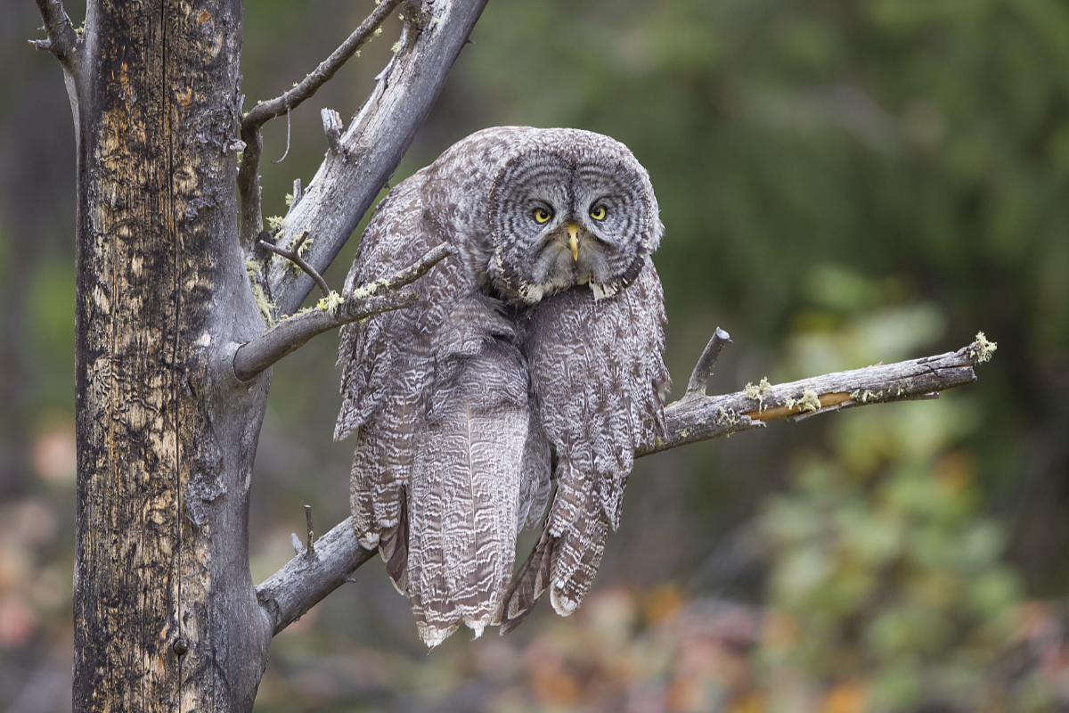 a great gray owl sits on a branch with its wings and face slouched in a funny worn out way