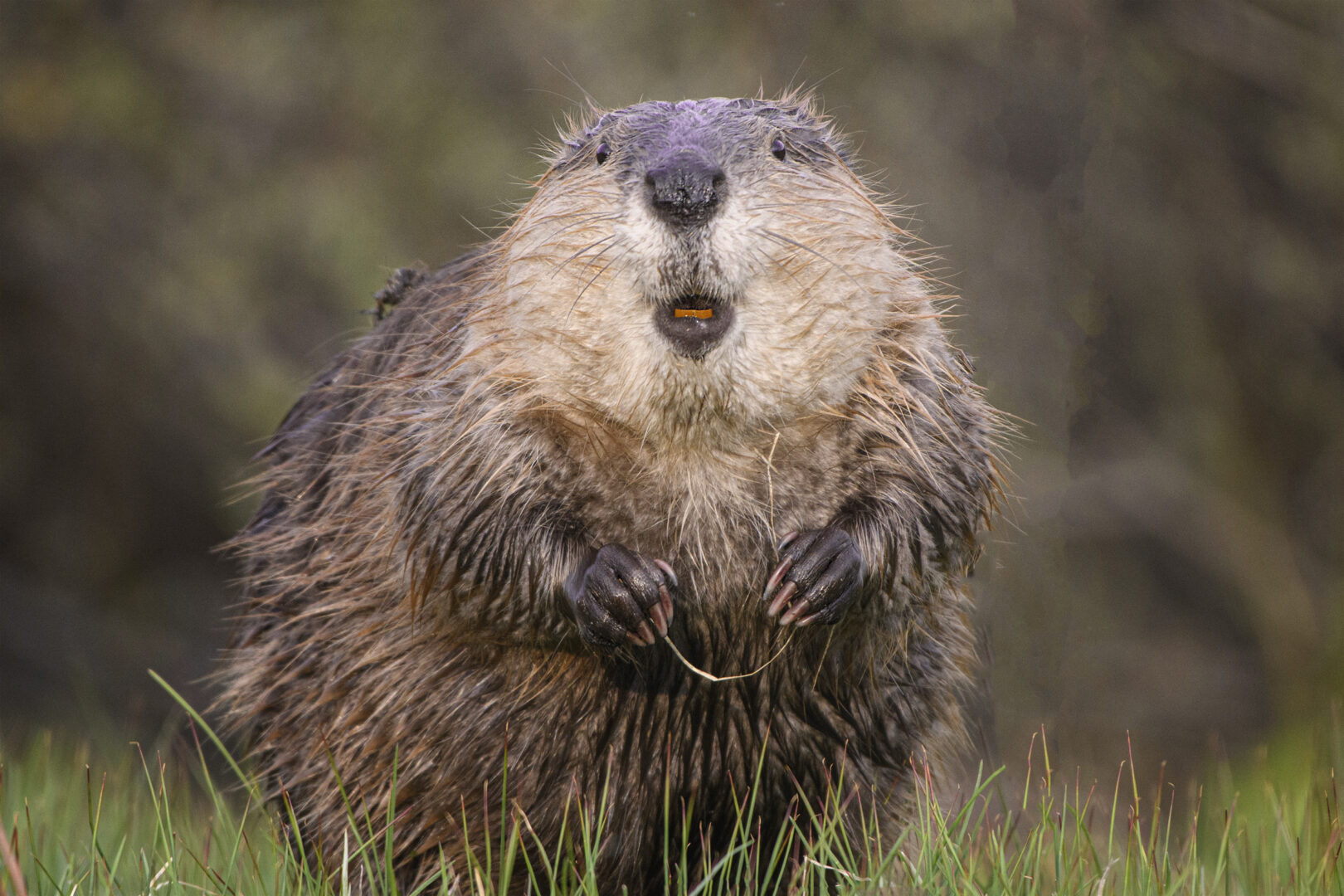 a rotund beaver holds a think blade of grass that looks like floss
