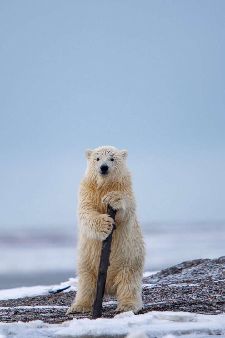 a polar bear stands, leaning on a piece of drift wood that looks like a cane