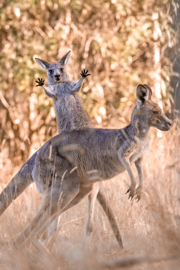 a baby kangaroo jumps out from behind its mother with its arms spread out and mouth open