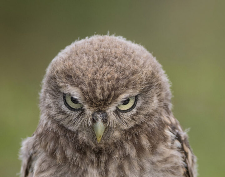 A brown owl makes a funny face that makes it look very angry