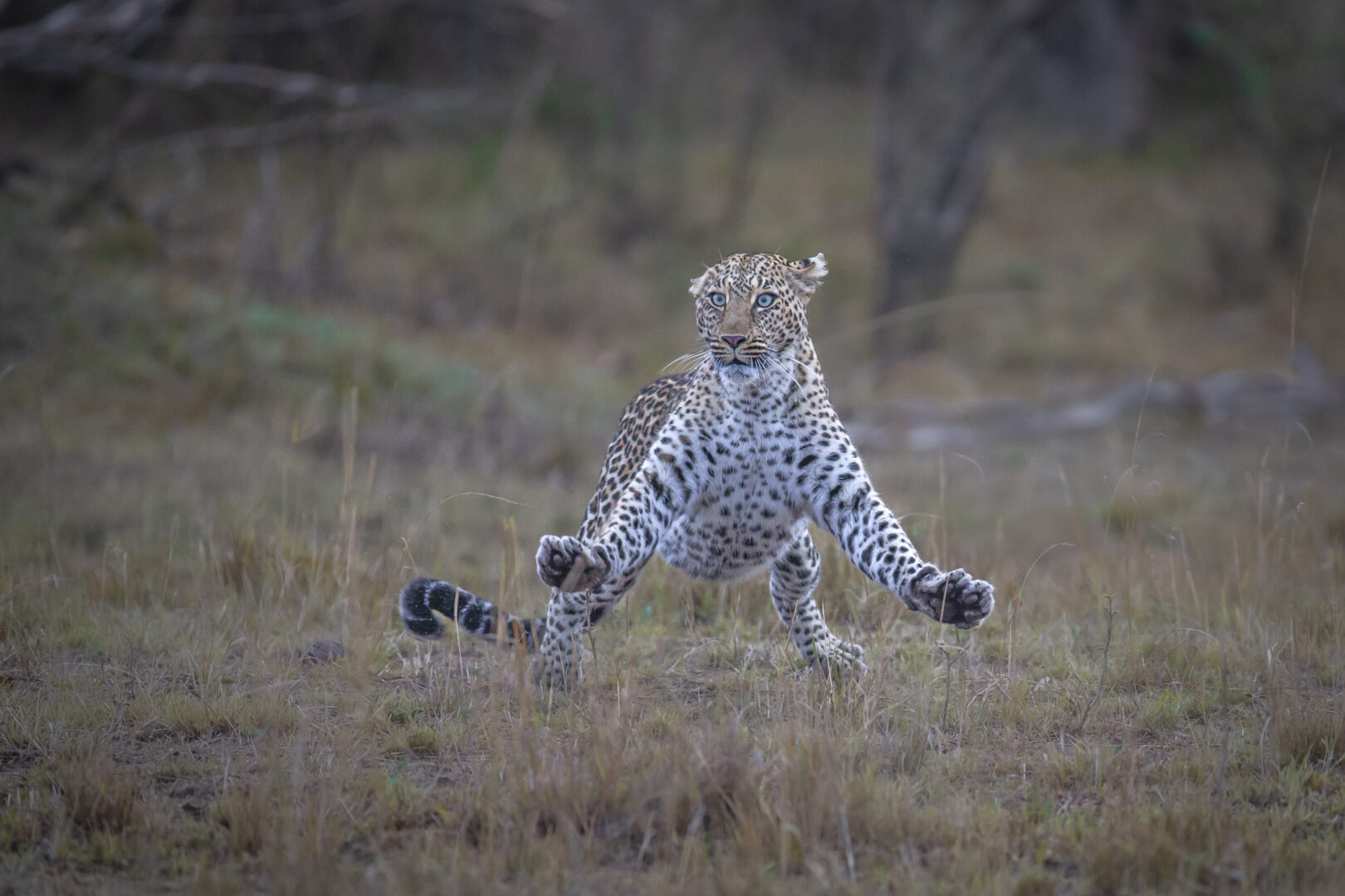 a leopard is pictured amongst grass with its front paws up in alarm and its eyes wide